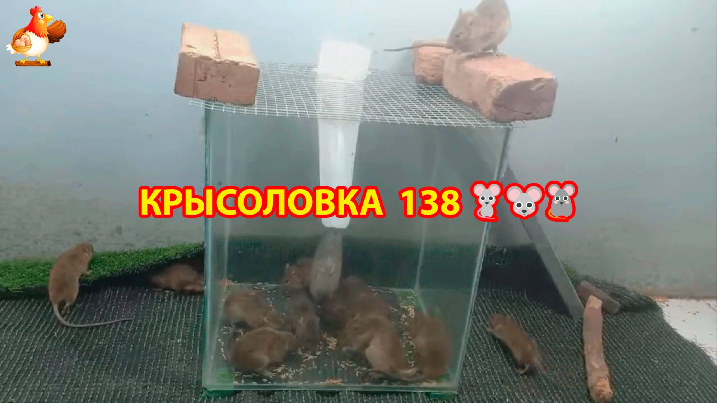 Крысоловка вариант (138) 🐀 Как сделать крысоловку своими руками и поймать кучу крыс 🐀🐁🐀