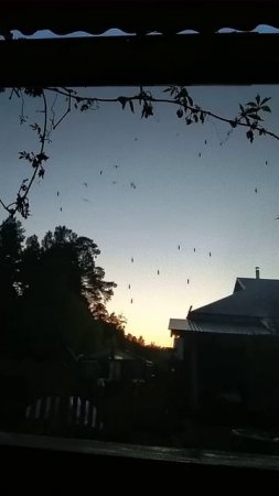 Вампиры #дача #садоводничество #сад