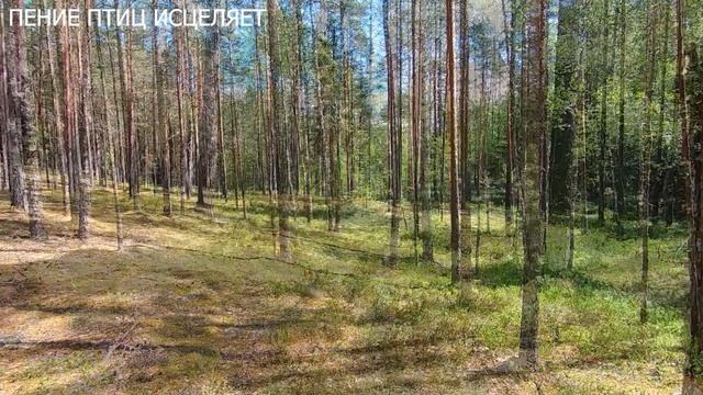 ПЕНИЕ ЛЕСНЫХ ПТИЦ БЛАГОПРИЯТНО ВЛИЯЕТ НА СЕРДЦЕ И НЕР? смотреть онлайн