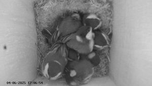 Синичник - День пятьдесят первый (04.06.2025) часть 3