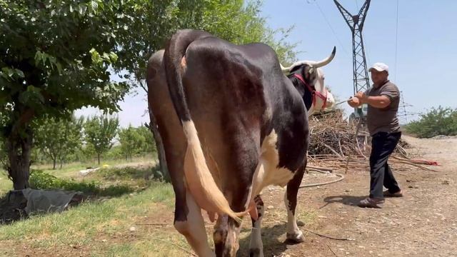 Светлие Сементал Карпати гибрид Аз Абдурахмон супер к