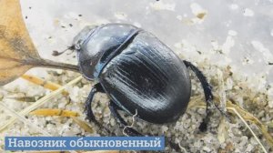 Жуки "Онежского Поморья"