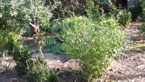 Керрия - неприхотливый кустарник с обильным цветением