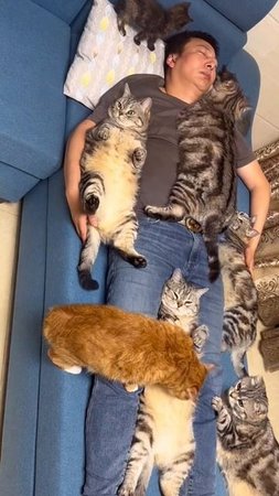 Кот вместо хозяйство хозяина