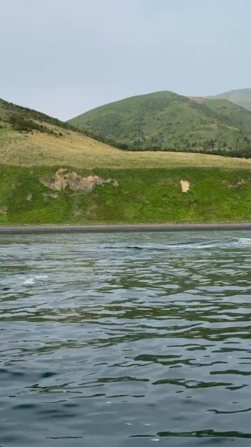 Косатки устроили водную феерию на Сахалине!