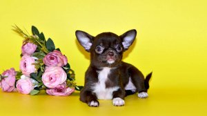 Шоколадная девочка чихуахуа #чихуахуа #щенкичихуахуа #питомникчихуахуа