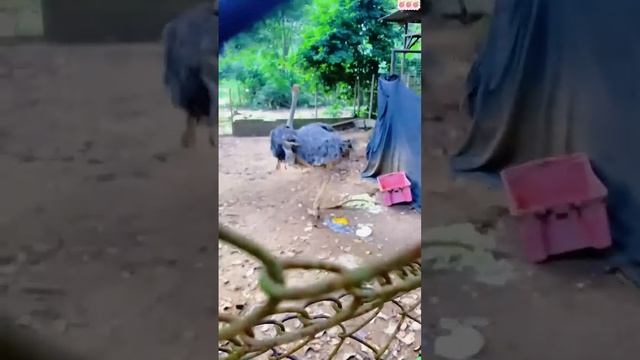 Забавные животные