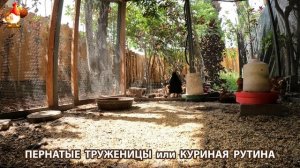 Куры несушки свободного выгула и их обычная куриная рутина – эпизод (413)
