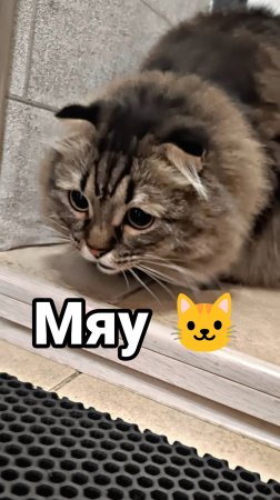 А ваши котики делают так же ?!