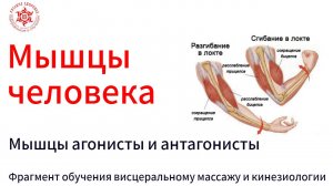 Мышцы человека. Мышцы агонисты и антагонисты. Фрагмент обучения