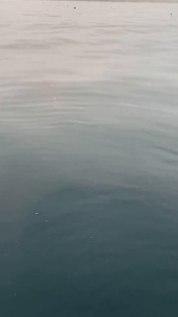 Посмеемся (727)
