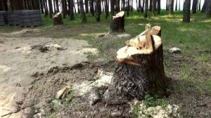 Срубленные деревья при реконструкции парка в Толмачево города Вязники. Съемка 05.06.2025