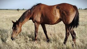 Продажа Чк кобыла 2010 г.р. отец Akbash мать Messa покрыта Lucky First Цена тел. +79883400208 Вацап