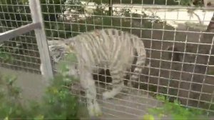 У Пломбирчика теперь пара #Парк львов Тайган #тайган #тигр