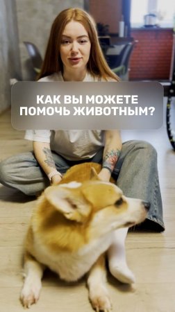Как вы можете помочь животным?