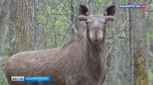 Статный красавец: встречу человека с лосем сняли на видео в лесу в Башкортостане