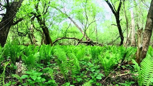Приятные трели птиц в весеннем лесу. Лесные гармонии. Релакс и гармония на видео.