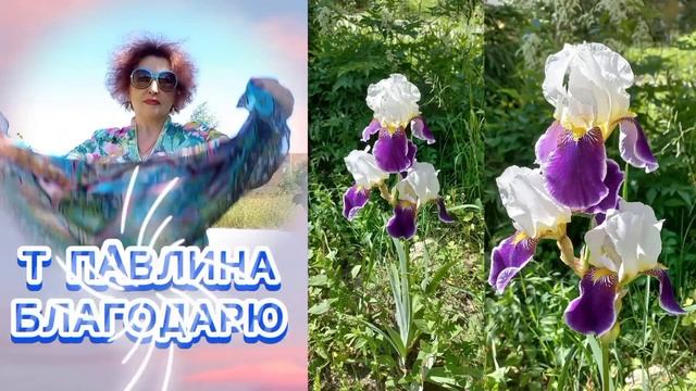 ИРИСЫ ЗАЦВЕЛИ. Шлейф аромата вслед за вами.