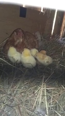 Пополнение☺️