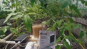 POWER BANK для доставки что бы богатеть | Летом время уделяем урожаю в теплице помидоры и огурцы.