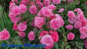 06.06.2025 Цветы у дома