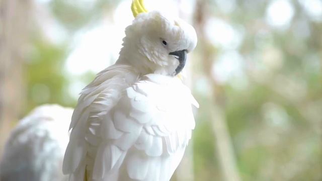BEAUTIFUL WHITE BIRDS _ AMAZING BIRD SONGS _ RELAXING BIRD SOUNDS _ STUNNING NAT
