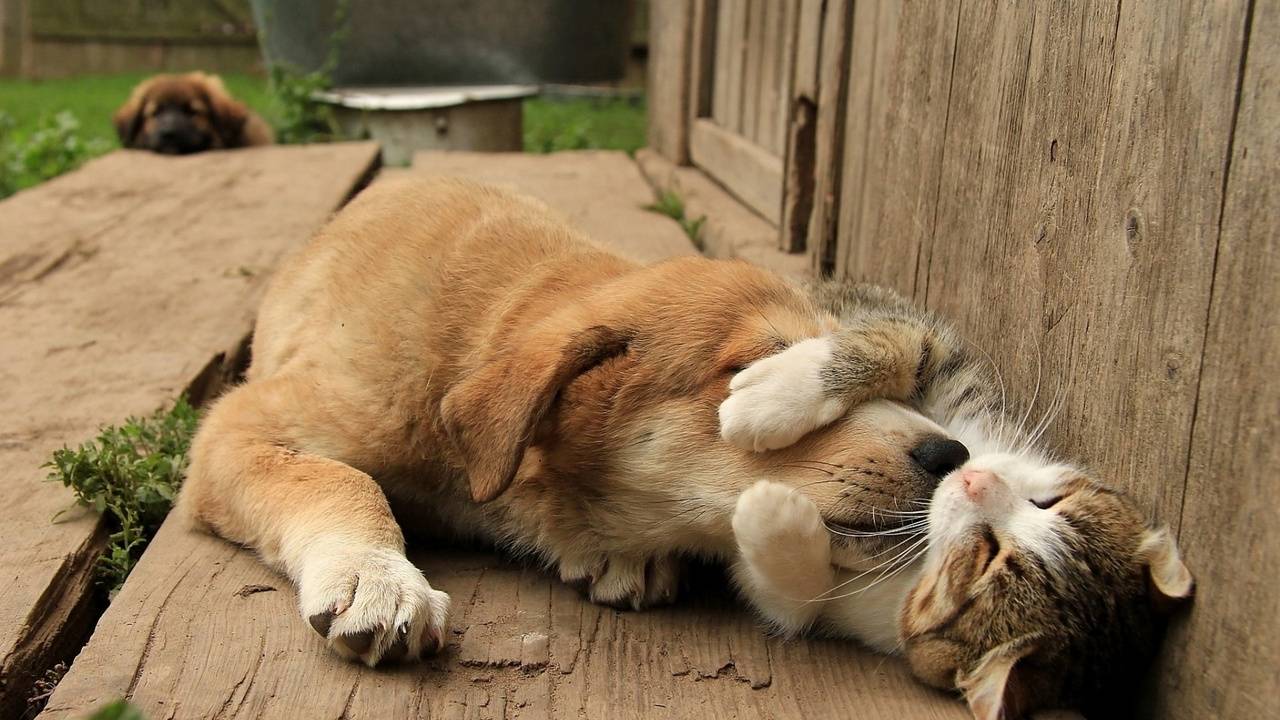 🐱Когда коты говорят, мир становится чуточку теплее.