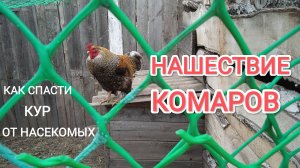 Нашествие комаров Спасаю кур-несушек от этой напасти