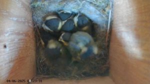 Синичник - День пятьдесят первый (04.06.2025) часть 1