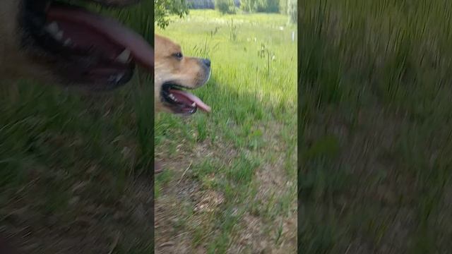 rutube.ru