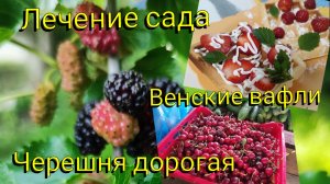 Переезд на ЮГ 🌞 На рынке дорогая черешня 🍒 Лечение САДА 🌳 Рецепт венских вафель 🧇