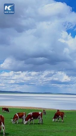 🌊Молочно-белое озеро во Внутренней Монголии