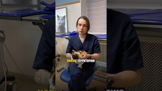 Как приучить уличную кошку к лотку