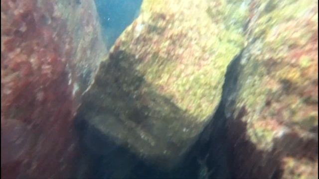 Underwater shooting diving with insta 360 ace pro on the Black Sea / Подводная съемк? смотреть онлайн