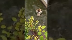 Тигры обожают дурачиться в воде #Парк львов Тайган #тайган