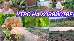 УТРО НА ХОЗЯЙСТВЕ. ГУСЯТА. ВАЗОНЫ С ЦВЕТАМИ. КЛУБНИКА. БОРЬБА С КОЛОРАДСКИМ ЖУКОМ
