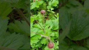 Прогулка за полезными дикоросами 4 июня