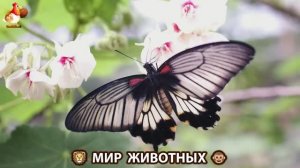 Животный мир планеты – красота и грация созданий Природы 🦁🦚🐵 Выпуск (97) 🐻🦉🦝