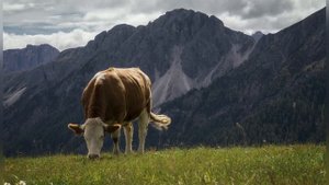 Мычание коровы | звуки коровы| домашные животные | коро