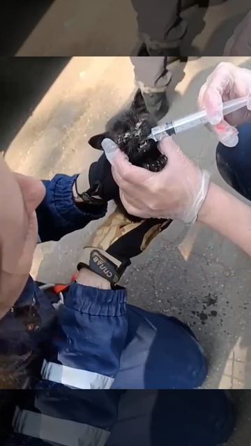 🐈⬛Чёрненького котёнка спасли из коллектора сотрудники СпасРезерва🐈⬛