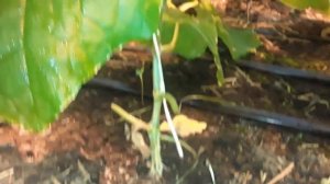 Обрезка нижнего листа у Огурца. Подкормки огурца #земл