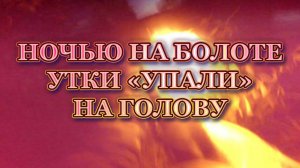 На болоте ночью, утки упали на голову