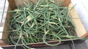 Стрелки озимого чеснока собираем для еды