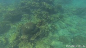 Подводный мир северного пляжа в Нячанге.