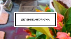 Деление антуриума
