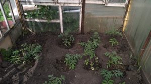 теплица своими руками из подручных материалов