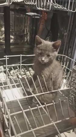 Размышления кота в посудомойке