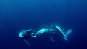 Самый одинокий кит / The Loneliest Whale: