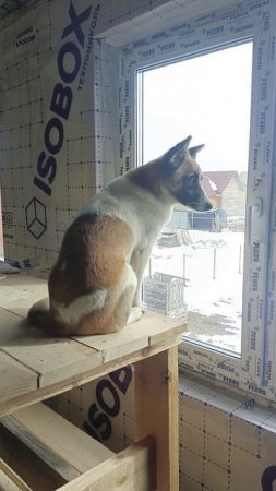 Пурга смотрит в окно