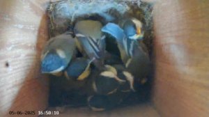 Синичник - День пятьдесят второй (05.06.2025) часть 3